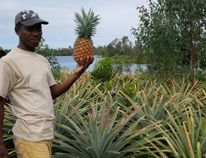 Producteur coopÃ©rative FANOHANA ananas bio et Ã©quitable 